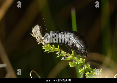 Bug repose sur une feuille. Insecta Coleoptera Chrysomelidae Galeruca tanaceti femelle, jour d'été dans le milieu naturel. Banque D'Images