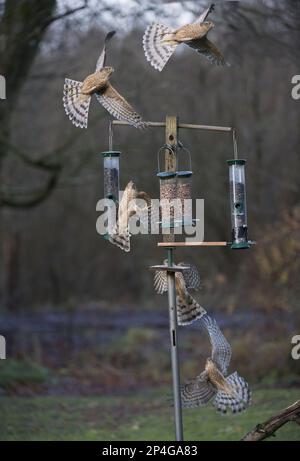 Le sparrowhawk eurasien (Accipiter nisus) immature mâle, en vol, attaquant le mangeoire à oiseaux dans le jardin, la Nouvelle abbaye, Dumfries et Galloway Banque D'Images