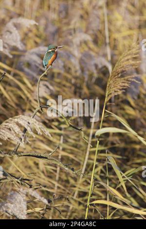 Kingfisher commun (Alcedo atthis) adulte, perché sur une branche dans la réserve naturelle nationale de Far ings, Barton upon Humber, Lincolnshire, Angleterre Banque D'Images