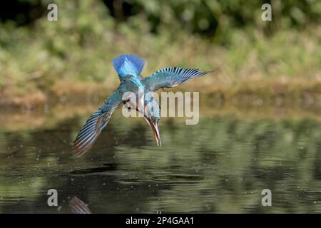 Kingfisher (Alcedo atthis) adulte femelle, en vol, plongée dans l'étang, Suffolk, Angleterre, Royaume-Uni Banque D'Images