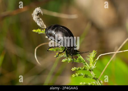 Bug repose sur une feuille. Insecta Coleoptera Chrysomelidae Galeruca tanaceti femelle, jour d'été dans le milieu naturel. Banque D'Images