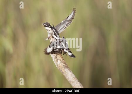 Alcedo rudis, pékan à pied (Ceryle rudis), pékan, pêcheur à la cheville, animaux, oiseaux, Pied Kingfisher deux femelles adultes, luttant en Gambie Banque D'Images