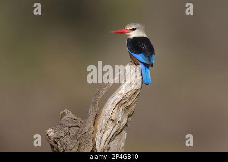 Kingfisher à tête grise (Halcyon leucocephala) adulte, perché sur la branche, réserve nationale de Samburu, Kenya Banque D'Images