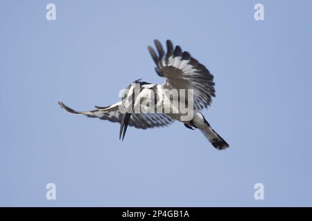 Alcedo rudis, Kingfisher gris, Kingfisher, Kingfishers, animaux, Oiseaux, Pied Kingfisher (Ceryle rudis) adulte mâle, en vol, en vol stationnaire Banque D'Images