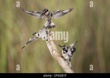 Alcedo rudis, Kingfisher gris, kingfisher, kingfishers, animaux, Oiseaux, Pied Kingfisher (Ceryle rudis) trois femelles adultes, luttant en Gambie Banque D'Images