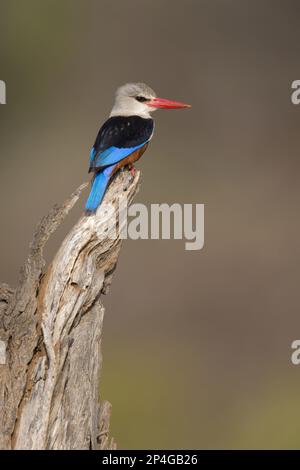 Kingfisher à tête grise (Halcyon leucocephala) adulte, perché sur la branche, réserve nationale de Samburu, Kenya Banque D'Images