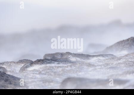 Ptarmigan à roches (Lagopus muta) adulte mâle, plumage non reproductrice, abritant parmi les roches dans la neige, montagnes de Cairngorms N. P. Grampian, Highlands Banque D'Images