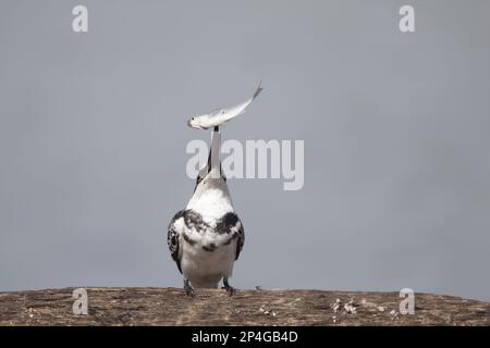 Alcedo rudis, Kingfisher gris, Kingfisher, Kingfishers, animaux, Oiseaux, Pied Kingfisher (Ceryle rudis) adulte mâle, lanchant des proies de poisson pêchées, Gambie Banque D'Images