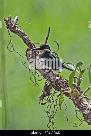 Green Kingfisher (Chloroceryle americana septentrionalis), femelle adulte, assise sur une branche, Summit Pond, Panama Banque D'Images