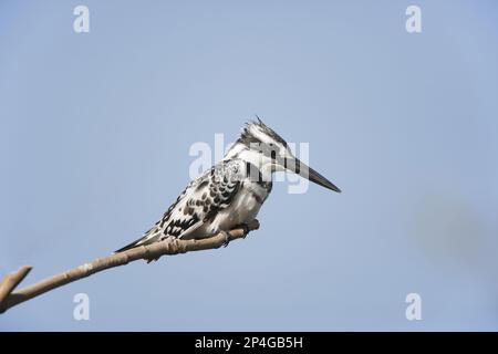 Alcedo rudis, Kingfisher gris, Kingfisher, Kingfishers, animaux, Oiseaux, Pied Kingfisher (Ceryle rudis) adulte mâle, perchée sur la branche, Gambie Banque D'Images