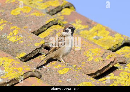 Parrow eurasien d'arbres adultes (Passer montanus) debout sur le toit carrelé du centre d'accueil, réserve RSPB de Bempton Cliffs, Bempton, est Banque D'Images