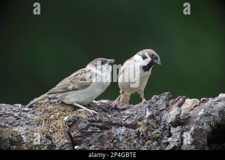 Bruant d'arbre eurasien (Passer montanus) adulte mâle, nourrissant la poussette, perchée sur la branche, Bulgarie Banque D'Images