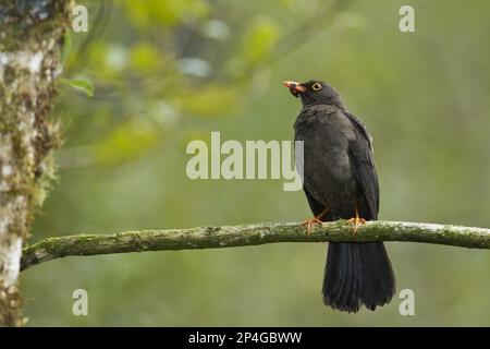 Grande Grive (Turdus fuscake) adulte, avec nourriture dans le bec, perchée sur la branche dans la forêt montagnarde, Andes, Equateur Banque D'Images