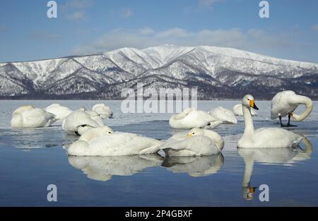 Cygne de whooper adulte (Cygnus cygnus), troupeau reposant sur la glace d'un lac partiellement gelé, Lac Kussharo, Akan N.P., Hokkaido, Japon Banque D'Images