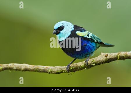 Tanager à col bleu (Tangara cyanicollis) adulte, perchée sur une branche dans la forêt tropicale montagnarde, Andes, Equateur Banque D'Images