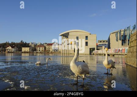 Whooper Swan (Cygnus cygnus) trois adultes, sur un lac partiellement gelé dans le centre-ville, TJ?rnin (l'étang), Reykjavik, Islande Banque D'Images