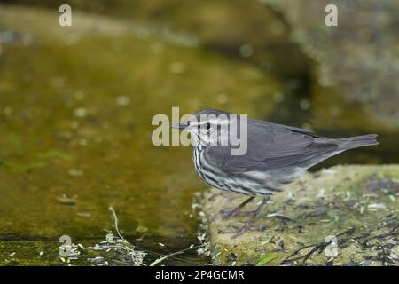 Grive nord (Seiurus noveboracensis) adulte, debout au bord de l'eau, côte du golfe, utricularia ochroleuca (U.) (U.) S. A. Banque D'Images