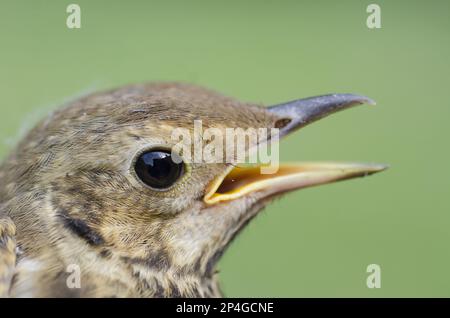 SONG Grive (Turdus philomelos) naissante, gros plan de la tête, avec bec ouvert, dans le jardin, Hampshire, Angleterre, Royaume-Uni Banque D'Images