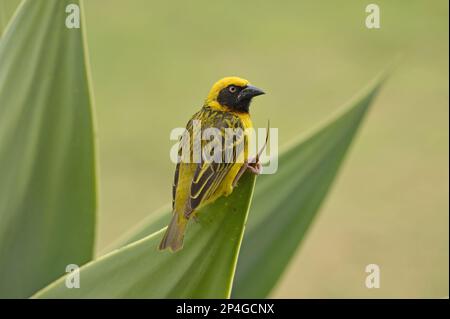 Speke's speke's weaver (Ploceus spekei), homme adulte, assis sur la feuille d'aloès, réserve de faune de Lewa, Kenya Banque D'Images