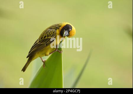 Speke's speke's weaver (Ploceus spekei), homme adulte, pecking à la feuille d'aloès, réserve faunique de Lewa, Kenya Banque D'Images