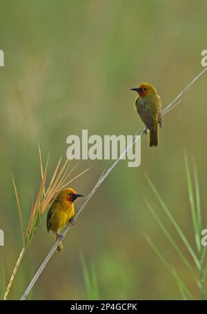 Tisserand (Ploceus ocularis ocularis), adulte paire,), KwaZulu-Natal, Afrique du Sud, novembre, assis sur une tige de roseau, parc de zones humides iSimangaliso Banque D'Images