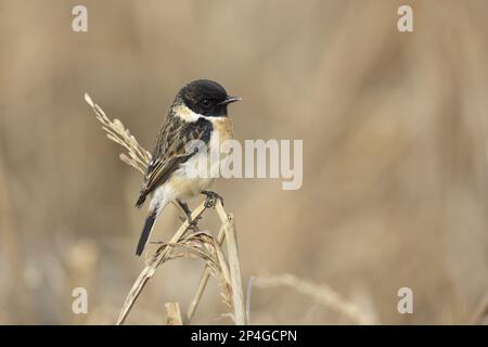 Stejneger's Stonechat (Saxicola stejnegeri), homme adulte, assis sur le tronc, long Valley, New Territories, Hong Kong, Chine Banque D'Images