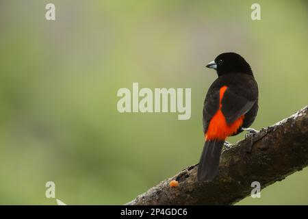 Tanager de Passerini (Ramphocelus passerinii), homme adulte, assis sur une branche, Costa Rica Banque D'Images