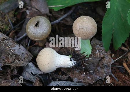 Lycoperdon molle, communément appelé le macaron lisse ou le macaron mou, champignon sauvage de Finlande Banque D'Images