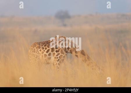 Girafe dans l'ambiance du matin avec Ox-Pecker à bec jaune Banque D'Images