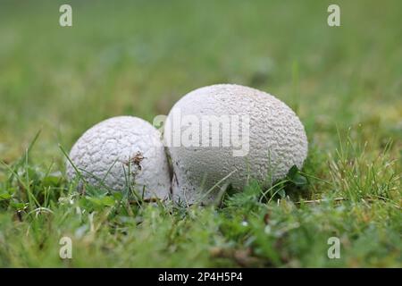 Lycoperdon utriforme, également appelé Calvatia caelata et Handkea utriformis, communément connu sous le nom de mosaïque puffball, champignon sauvage de Finlande Banque D'Images