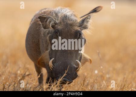 Gros plan Portrait d'un warthog en herbe dorée en ouganda le parc national des chutes de murchinsol Banque D'Images