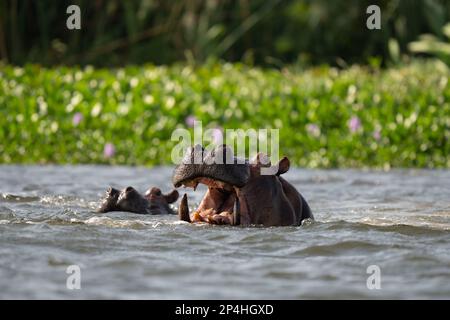 Hippo bouche ouverte dans l'eau devant les fleurs en ouganda muchinson tombe nil Banque D'Images