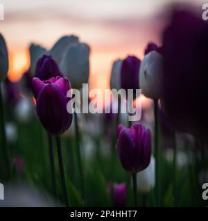 Gros plan de tulipes violettes et blanches sur un champ de tulipes Banque D'Images