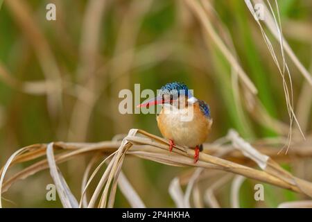 malachite kingfisher assis sur une branche de gras en ouganda au nil dans le parc national des chutes de murchinson Banque D'Images