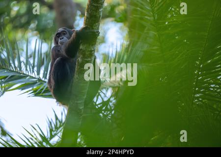 Chimpanzé grimpant dans un arbre dans le parc national de Kibale en ouganda Banque D'Images