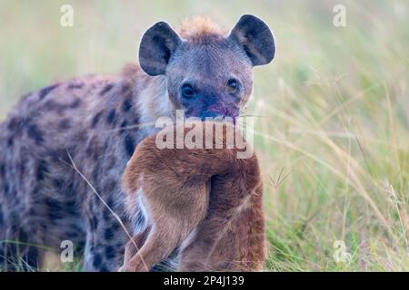 Hyena à la bouche sanglante à Ishasha dans le parc national de la reine Elizabeth en ouganda avec des proies Banque D'Images