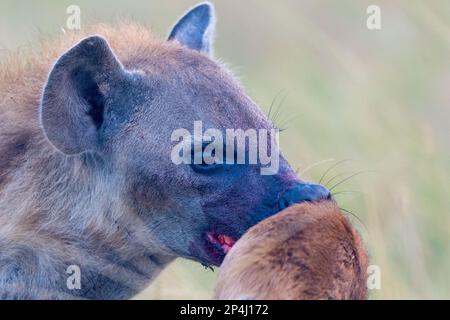 Hyena à la bouche sanglante à Ishasha dans le parc national de la reine Elizabeth en ouganda avec des proies Banque D'Images