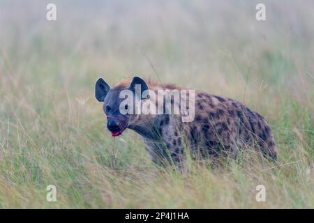 Hyena à la bouche sanglante à Ishasha dans le parc national de la reine Elizabeth en ouganda avec des proies Banque D'Images