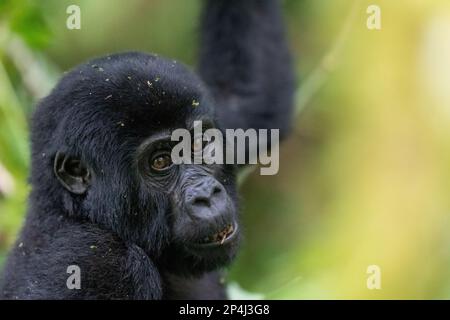 Bébé Gorilla d'un an jouant dans le parc national impénétrable de Bwindi Banque D'Images