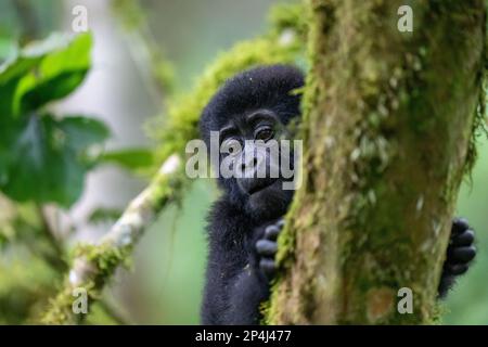 Bébé Gorilla d'un an jouant dans le parc national impénétrable de Bwindi Banque D'Images
