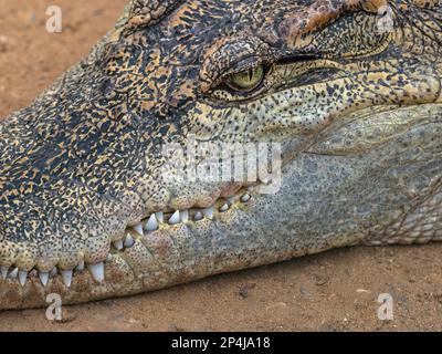 Crocodile Crocodylus siamensis siamois Banque D'Images