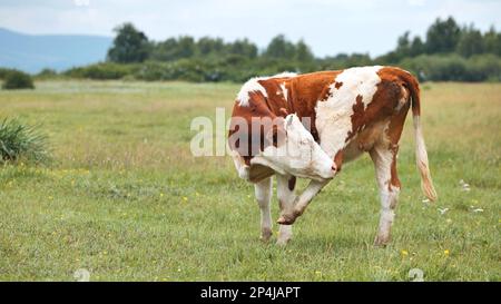 Vaches rouges paissant dans un pâturage par jour nuageux. Banque D'Images