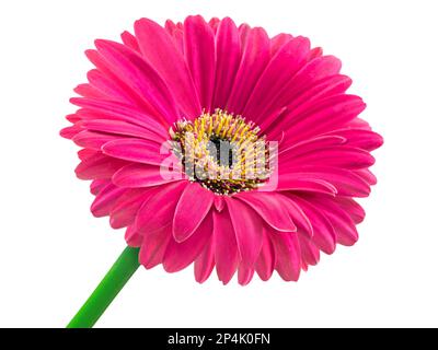 Fleur rose de Gerbera isolée sur fond blanc Banque D'Images