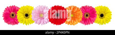Fleurs Gerbera colorées isolées sur fond blanc Banque D'Images