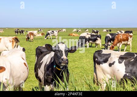 Vaches de troupeau dans un champ, rangée avant, un paquet noir blanc et rouge, troupeau qui broutent ensemble heureux et joyeux et un ciel bleu Banque D'Images