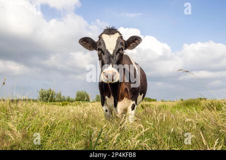 Une vache dans un champ, heureuse dans l'herbe verte haute, noire et blanche dans la prairie, vue de l'avant sous un ciel bleu Banque D'Images