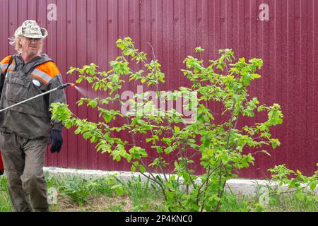 L'homme traite les arbres fruitiers des maladies et insectes nuisibles dans le jardin. Pulvérisation de plantes, prévention des maladies. Banque D'Images