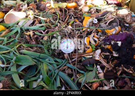 Thermomètre coincé dans le tas de compost pour mesurer la température des déchets de légumes de cuisine en mars 2023 Carmarthenshire pays de Galles Royaume-Uni KATHY DEWITT Banque D'Images