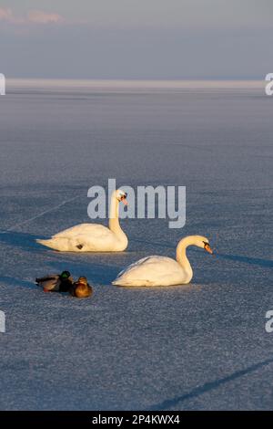 Des cygnes solitaire muets en hiver sur le lac Balaton, en Hongrie Banque D'Images