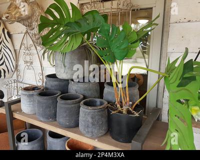 Un étalage décoratif de pots de fleurs métalliques avec une plante de fromage au premier plan. Banque D'Images